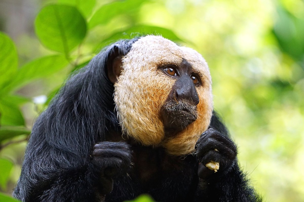 Белолицый Саки