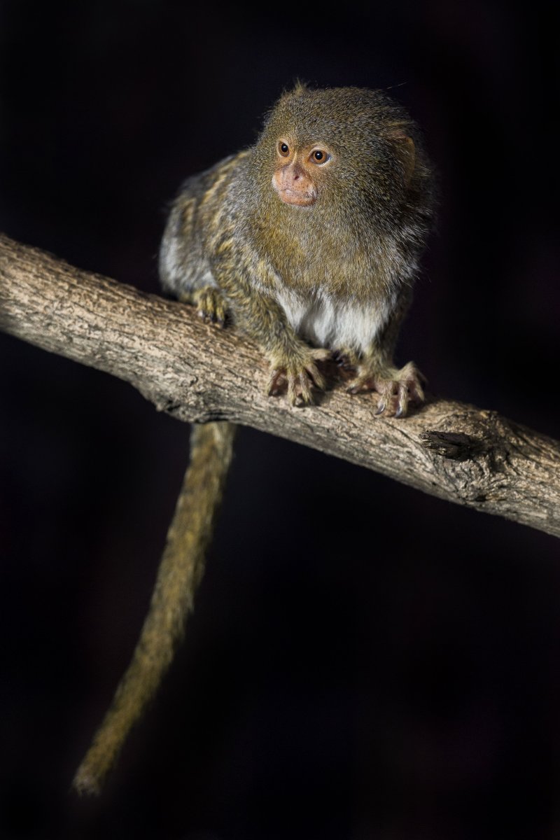 Серебряный мармосет животное