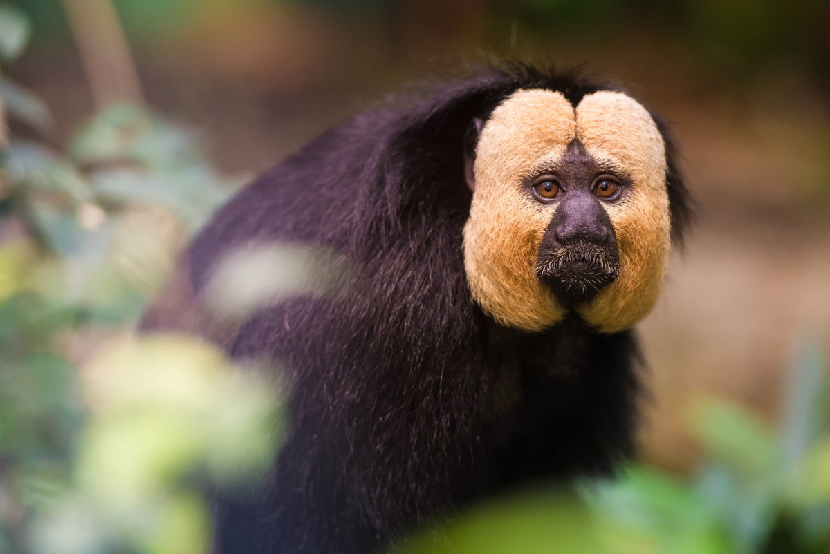 Широконосые обезьяны