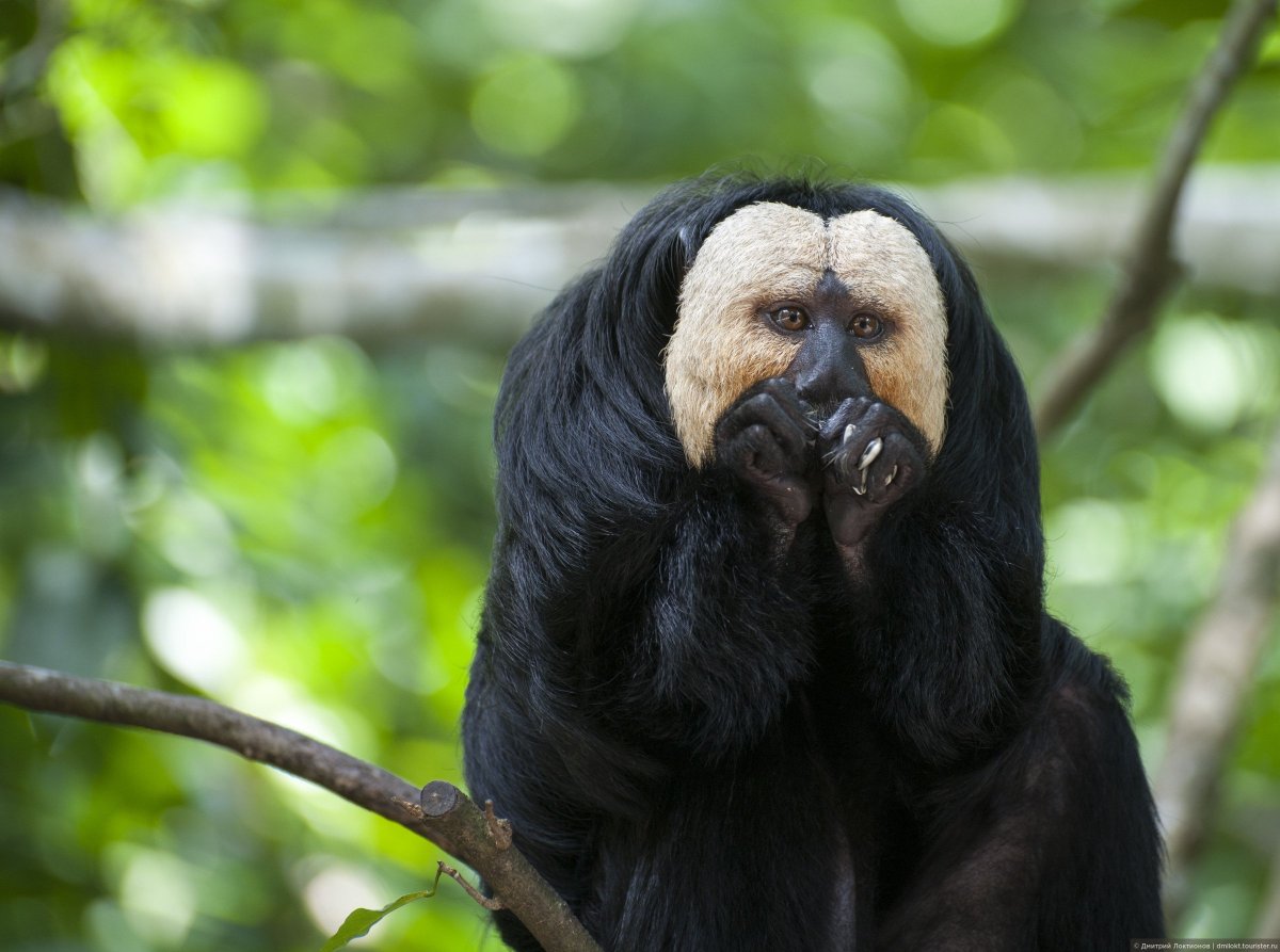 Белолицый или белолицый