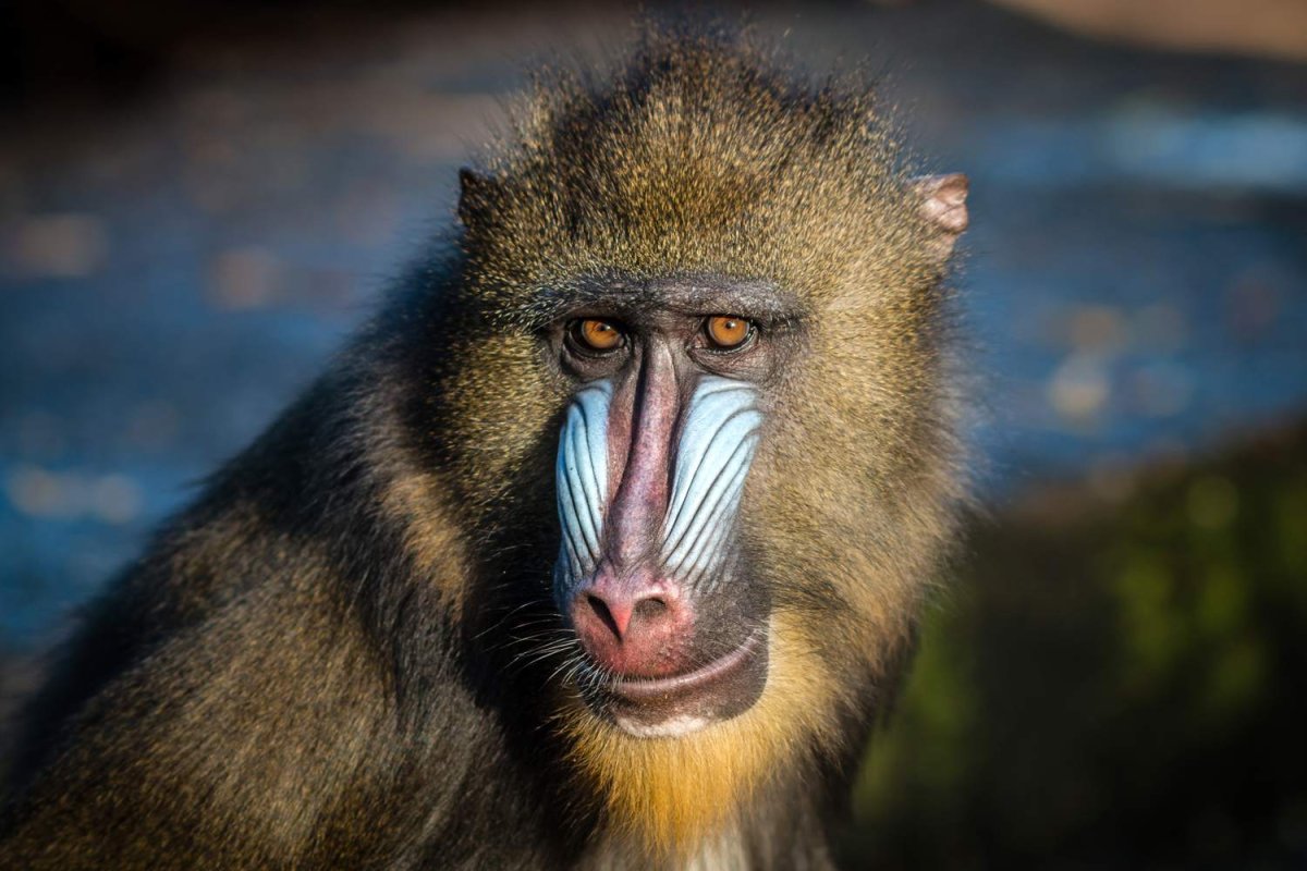 Широконосые обезьяны нового света