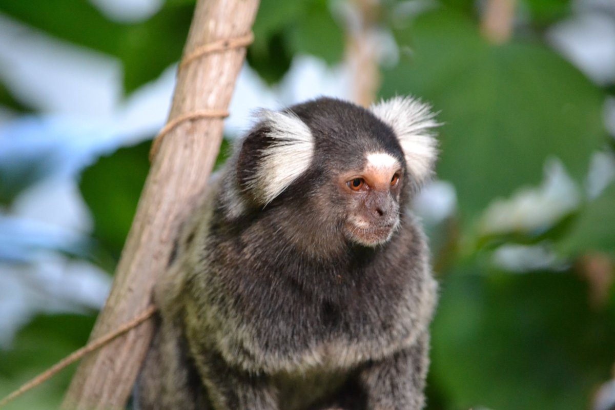 Бородатый капуцин