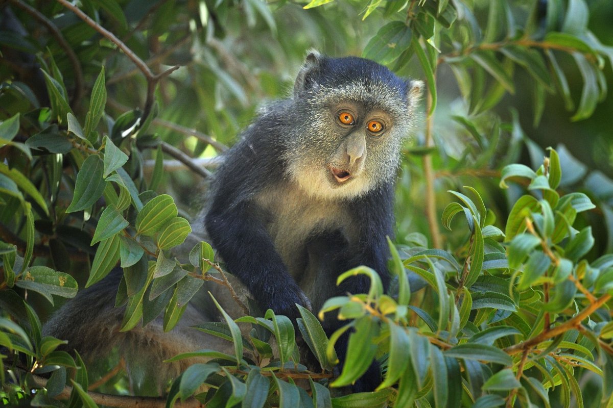 Голубая коронованная мартышка