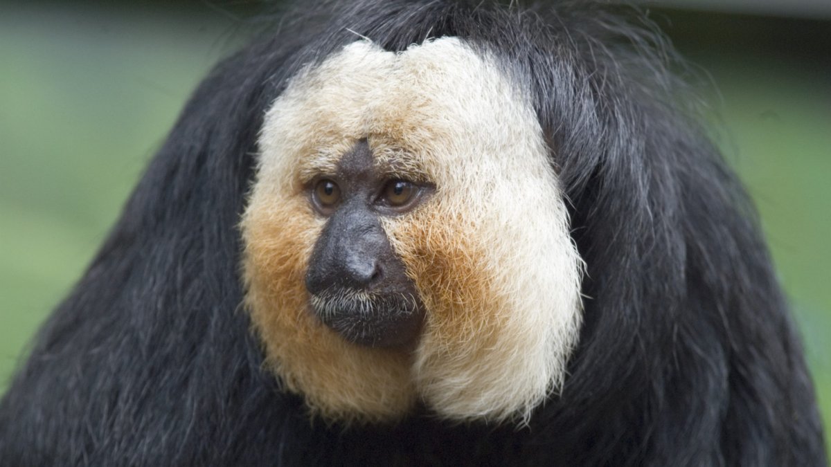 Bearded Saki Monkey