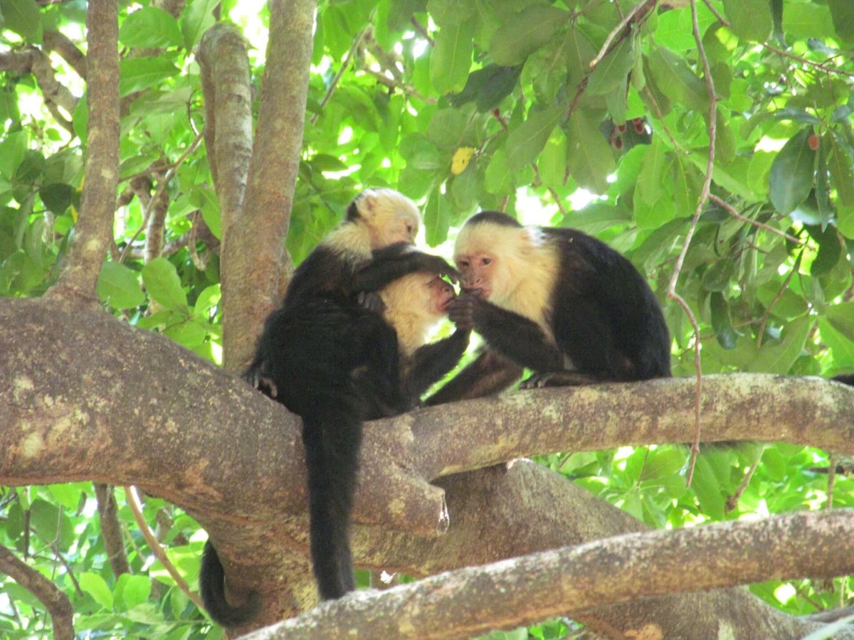 Капуцин самка