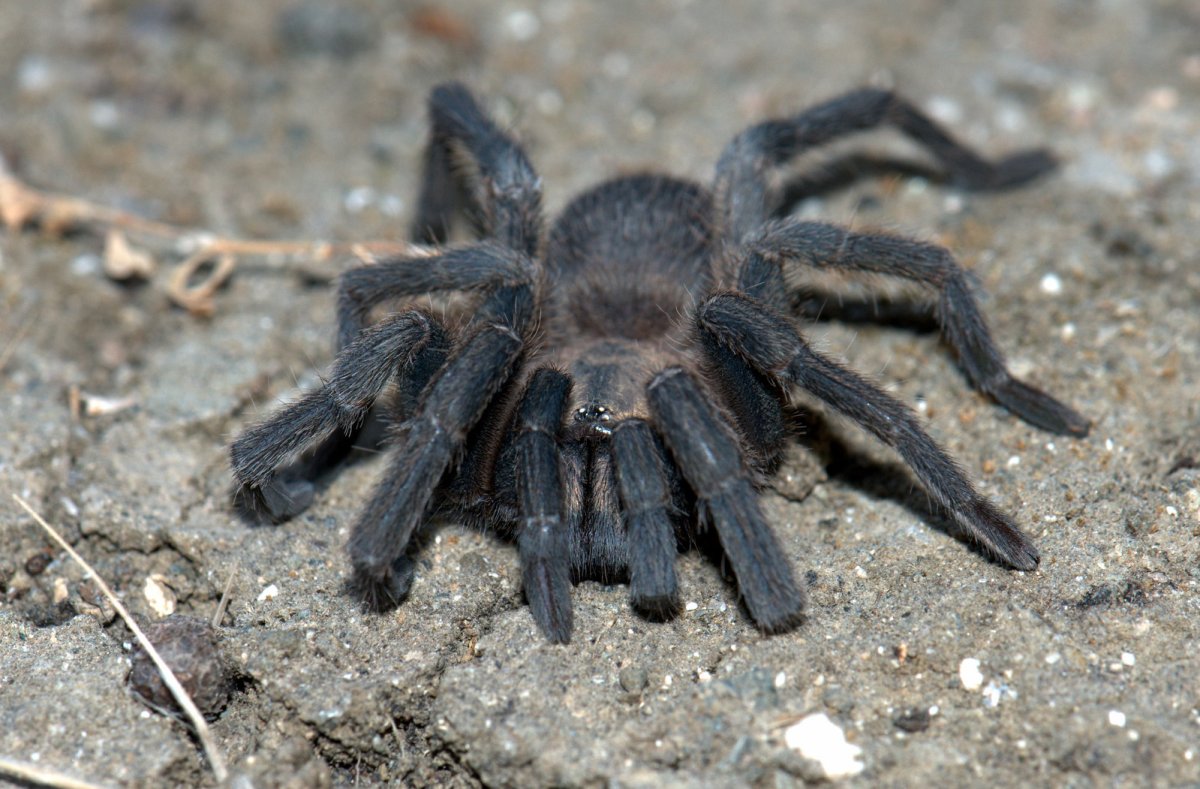 Пауки Кипра