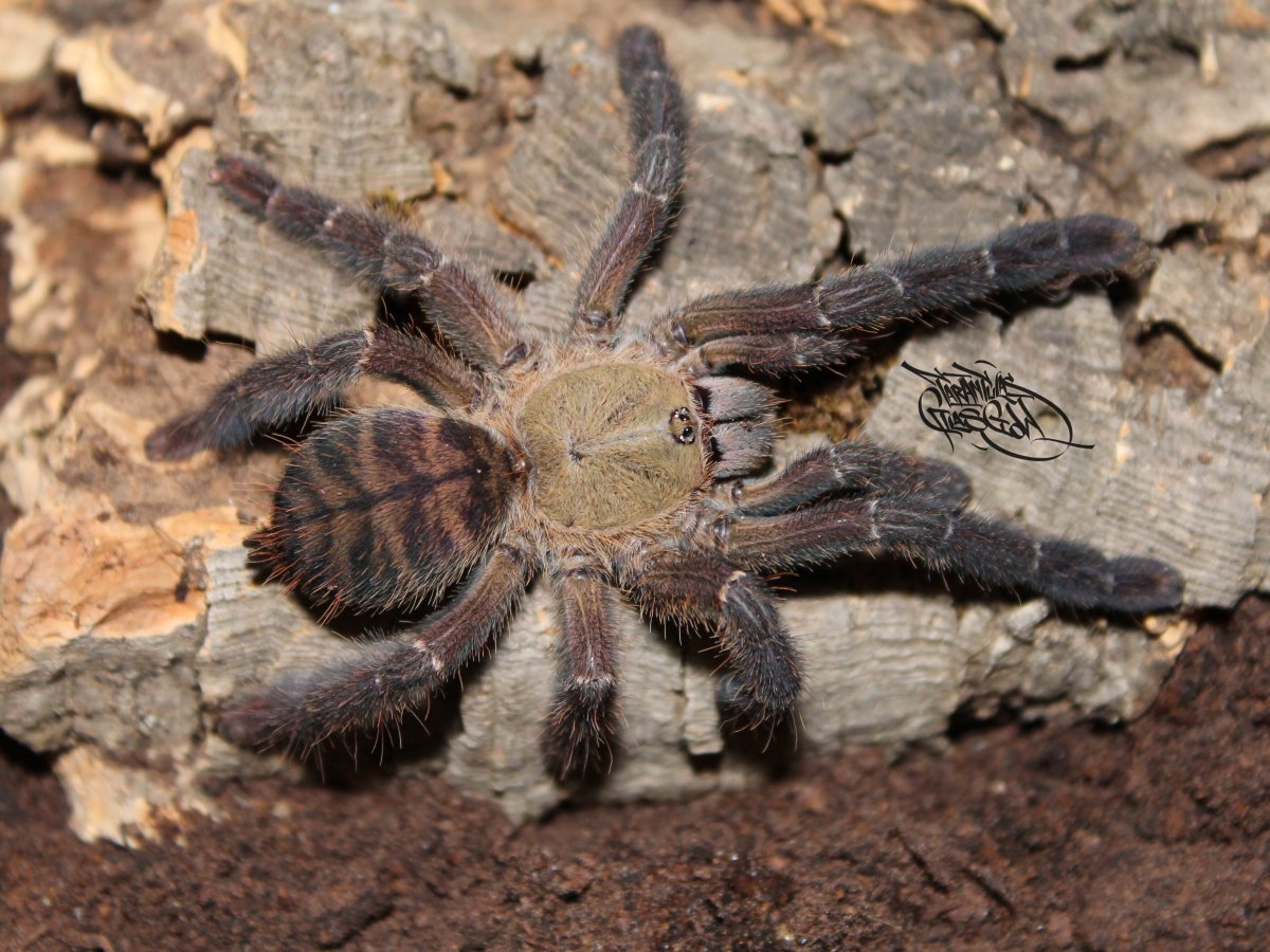 Ornithoctonus aureotibialis паук