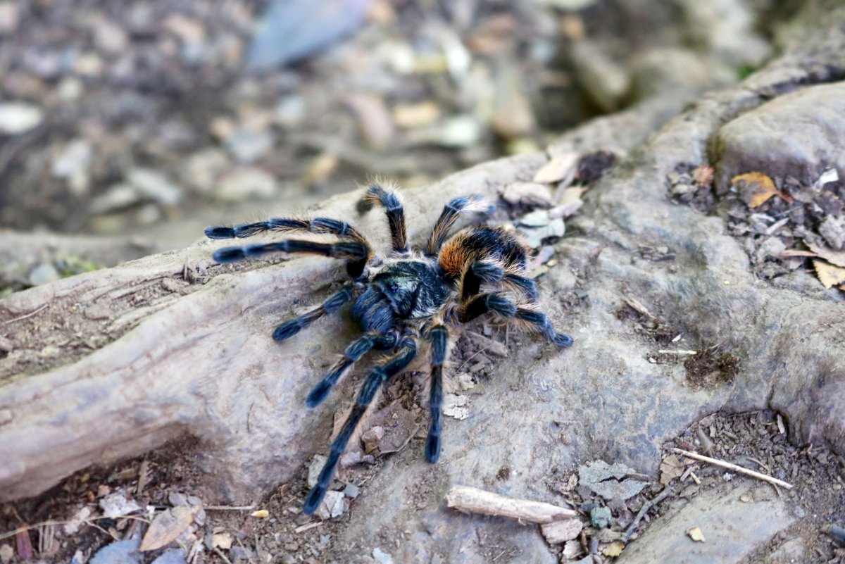 Апулийский Тарантул