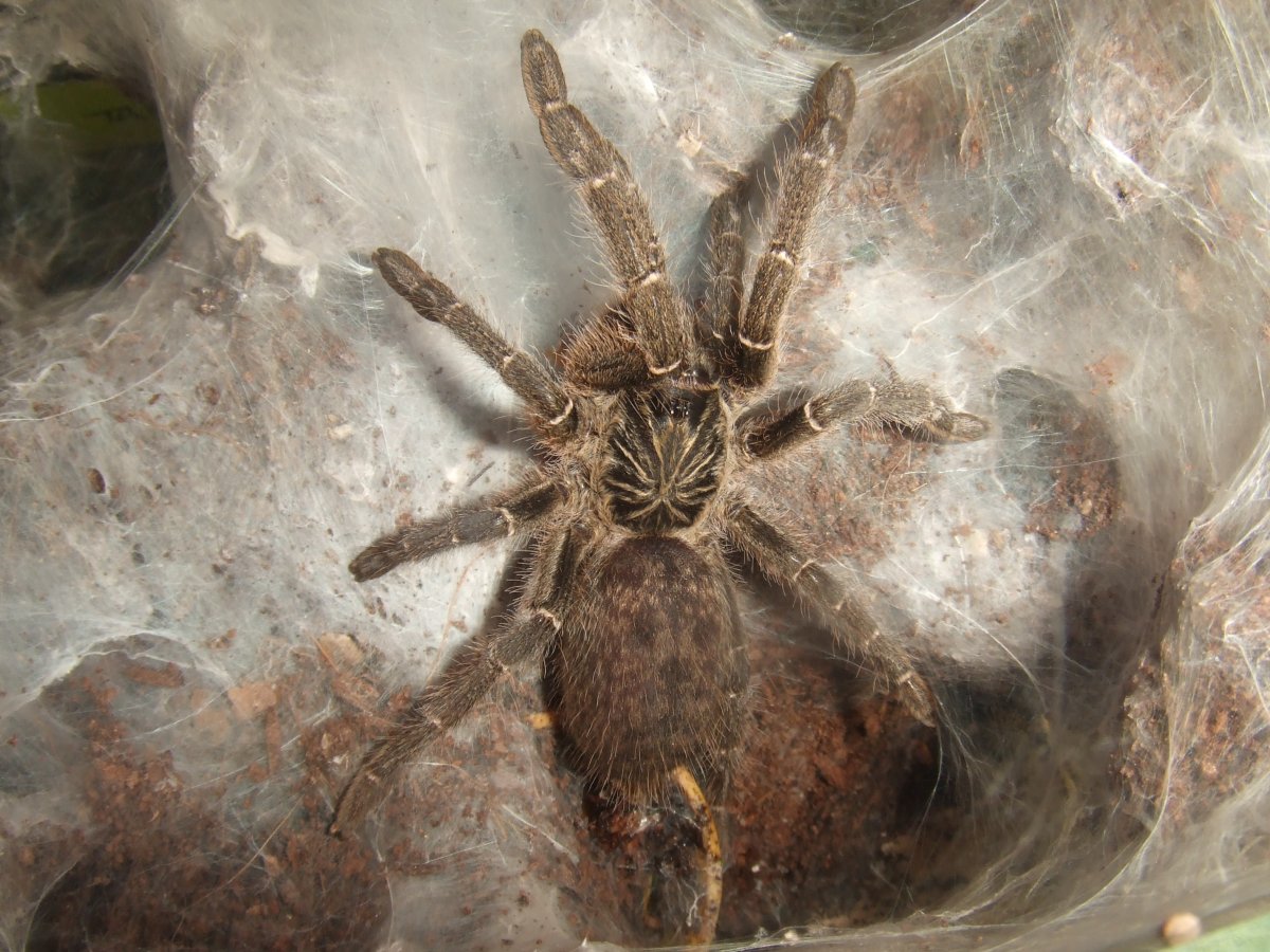 Ceratogyrus meridionalis