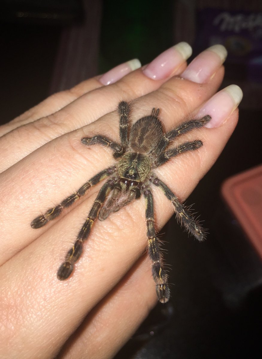 Южнорусский Тарантул маленький