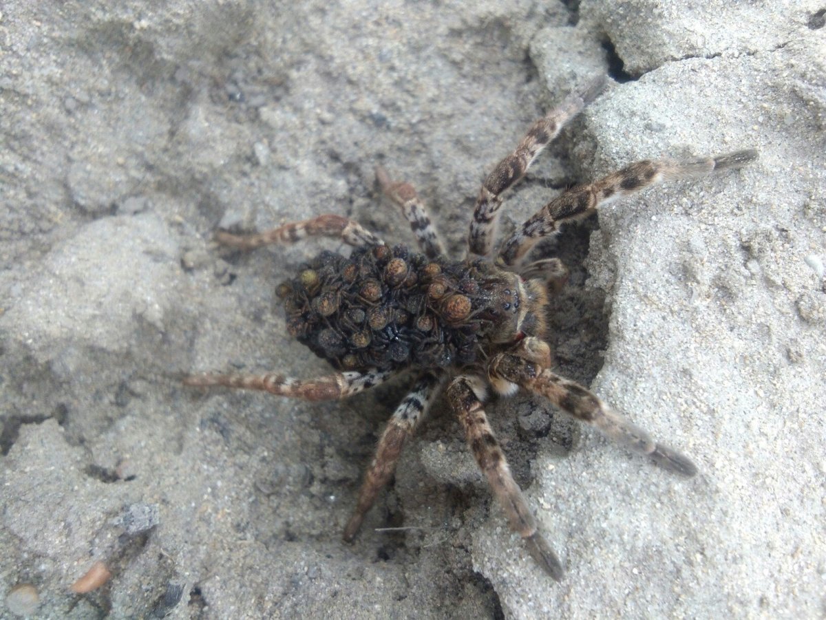 Сибирский Тарантул