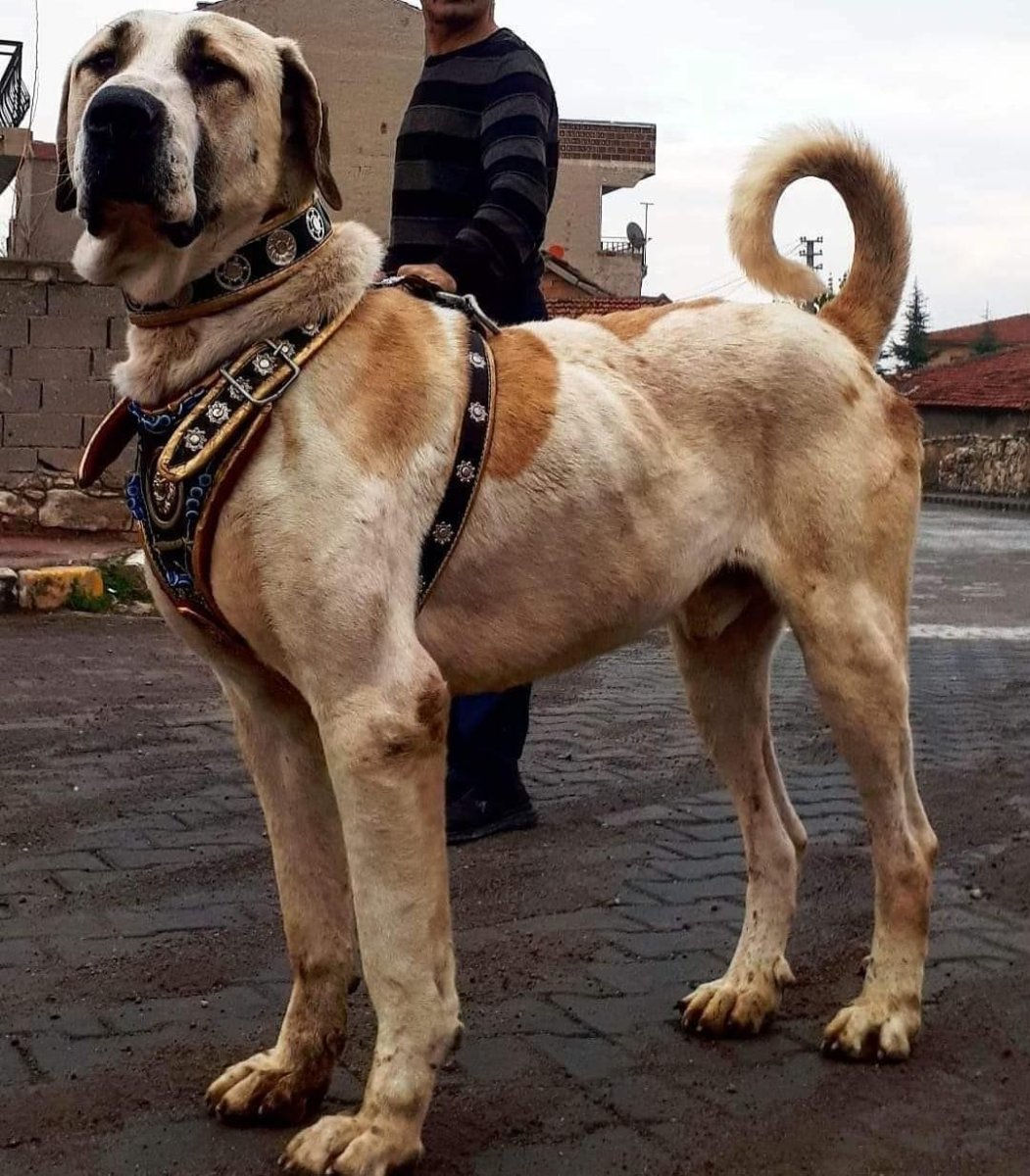 Аксарай Малакли