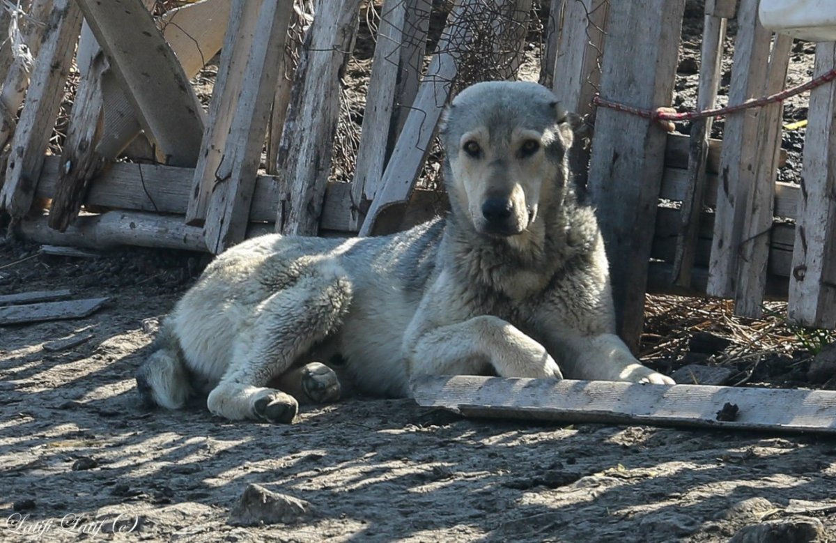 Волкодав собака Таджикистан