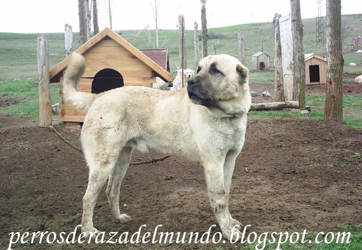 Турецкий волкодав