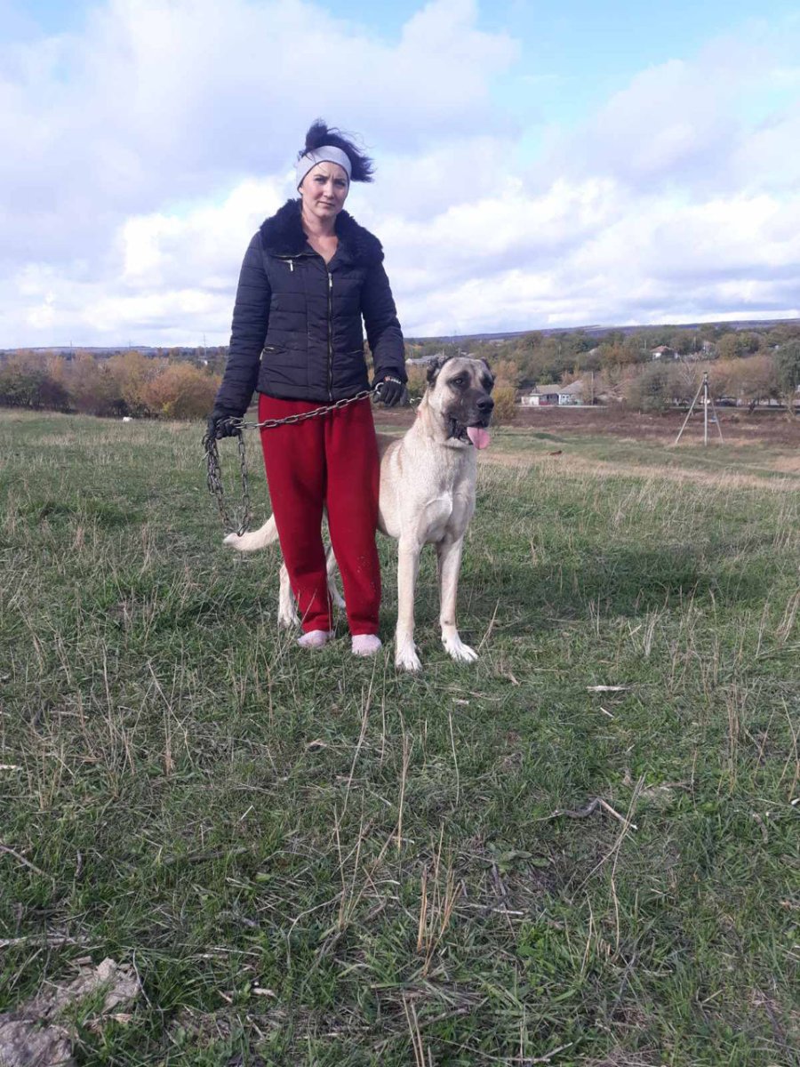 Чистокровного алабая