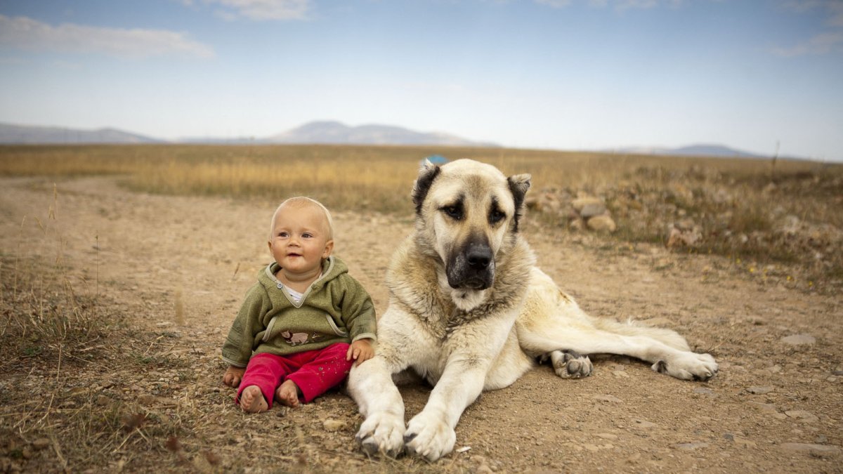 Гампр армянский волкодав