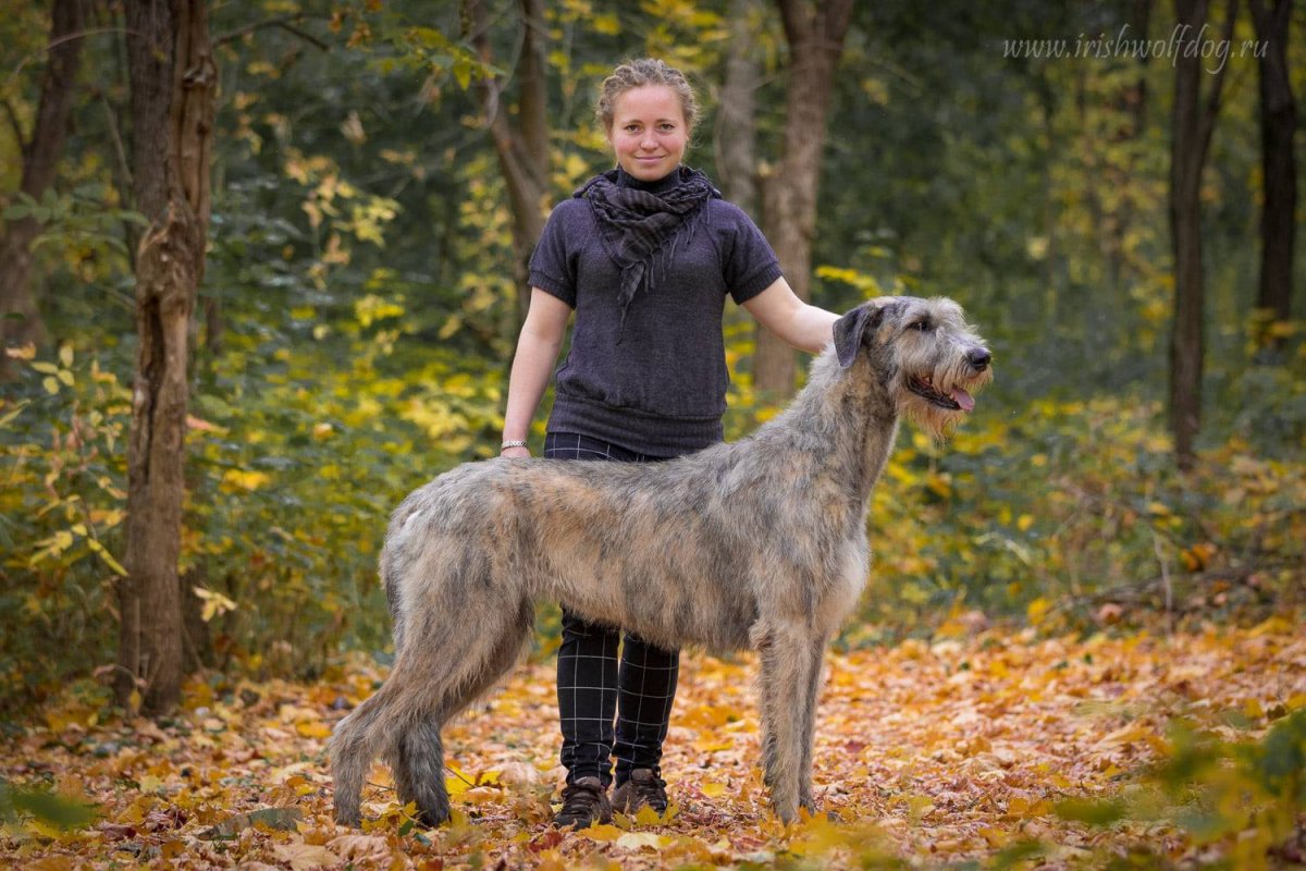 Швейцарский волкодав