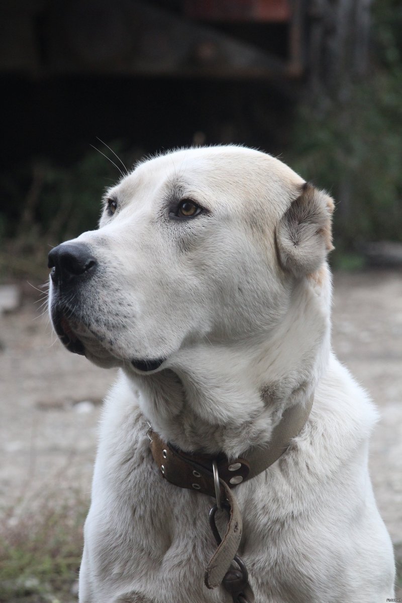 Пелагея и волкодав