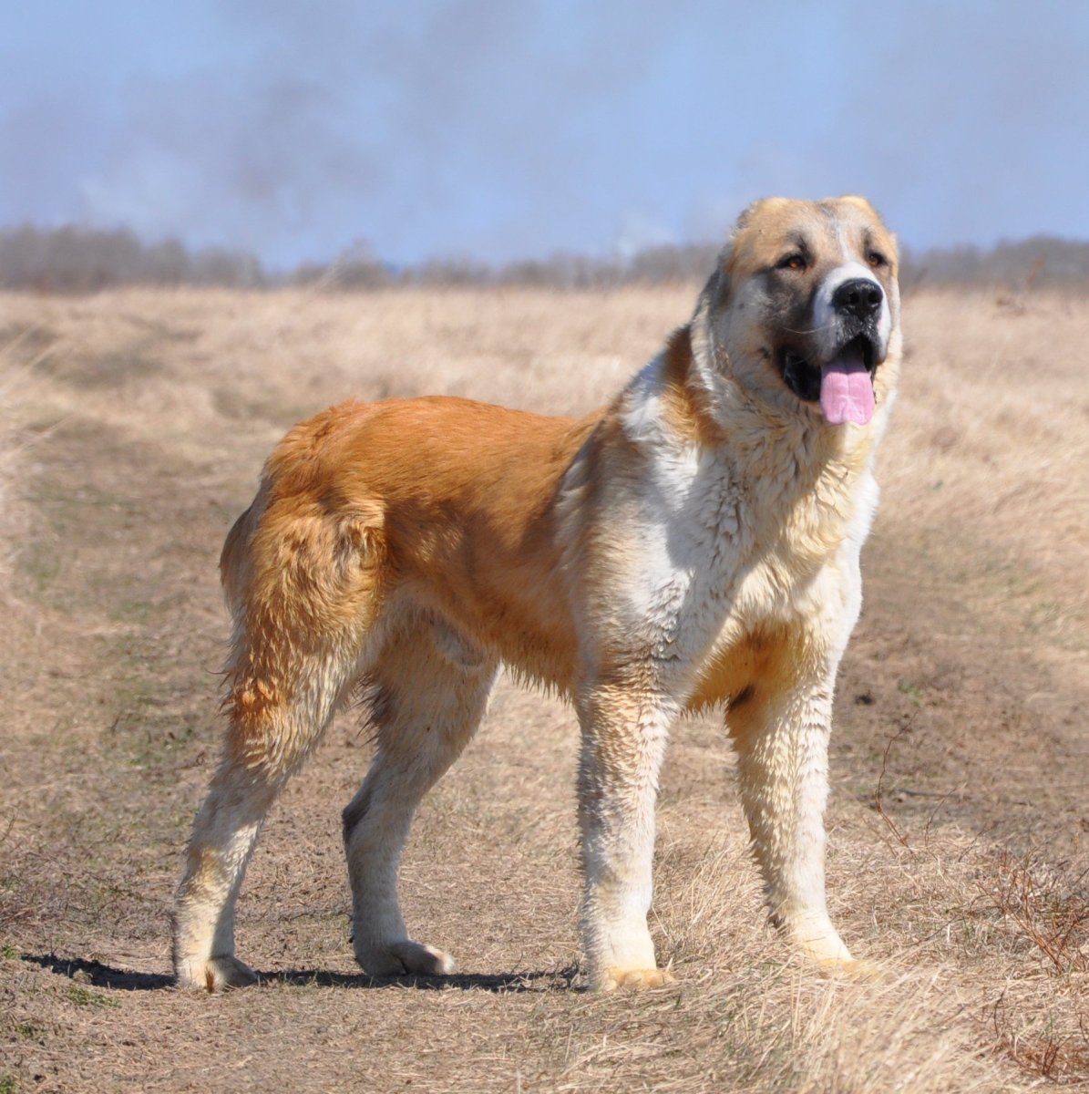 Азиатская овчарка туркменский волкодав