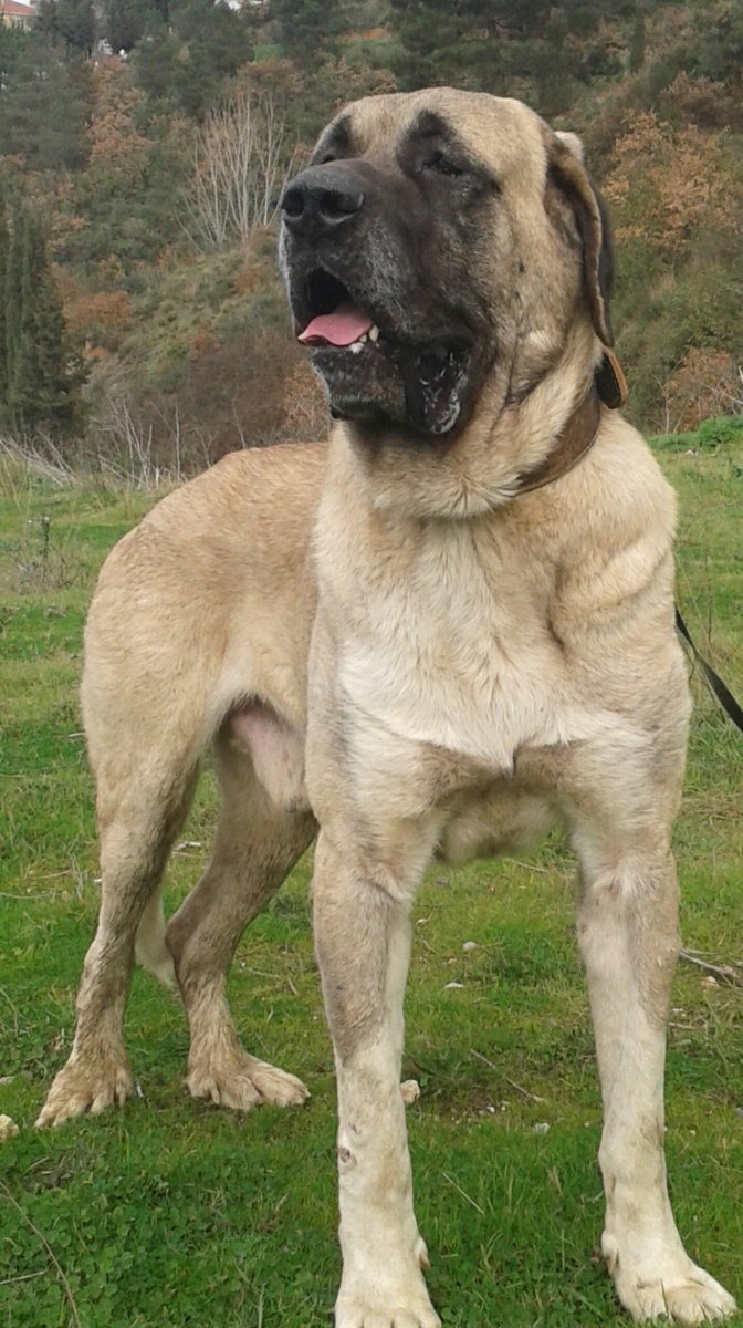 Алабай турецкий волкодав