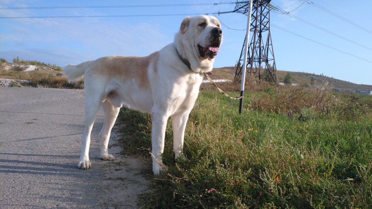 Волкодавы Азии знаменитые