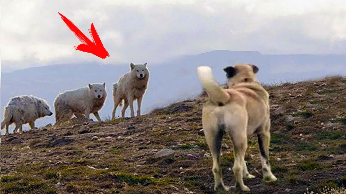 Риск нападения диких животных