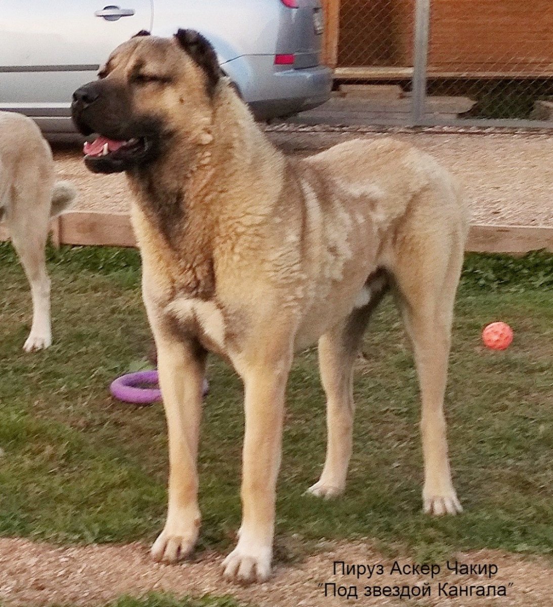 Собака волкодав кангал