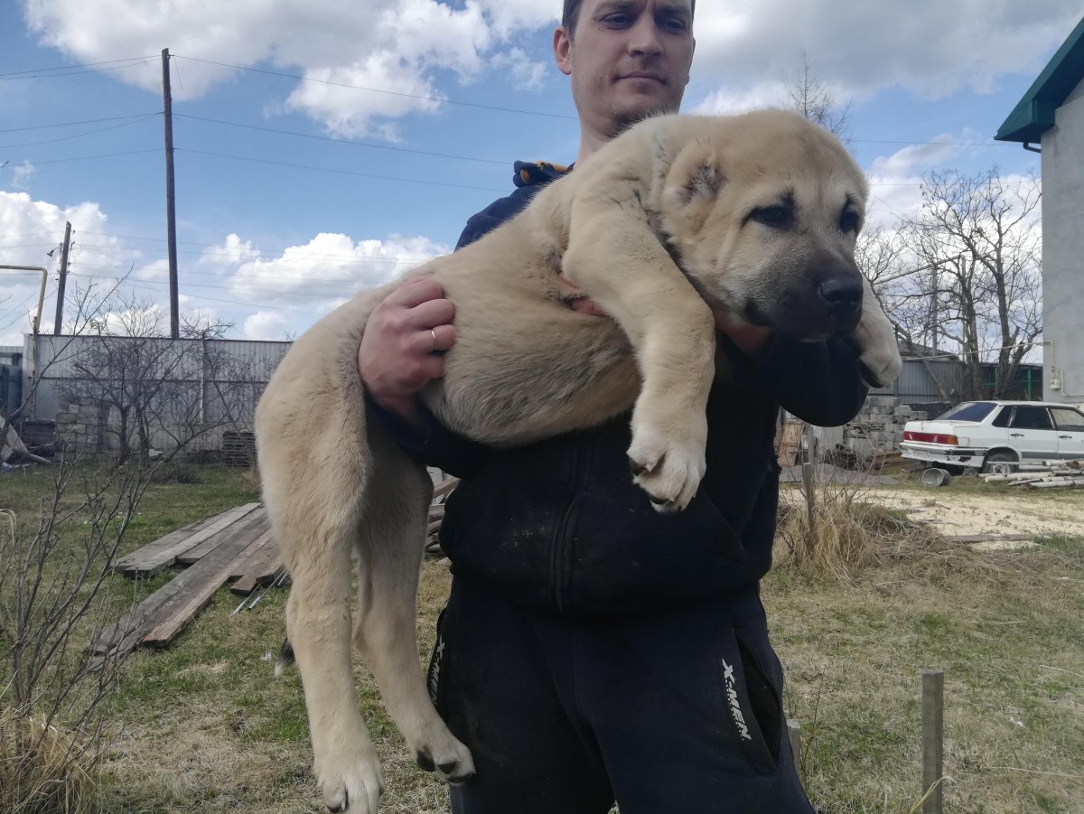 Турецкий алабай кангал