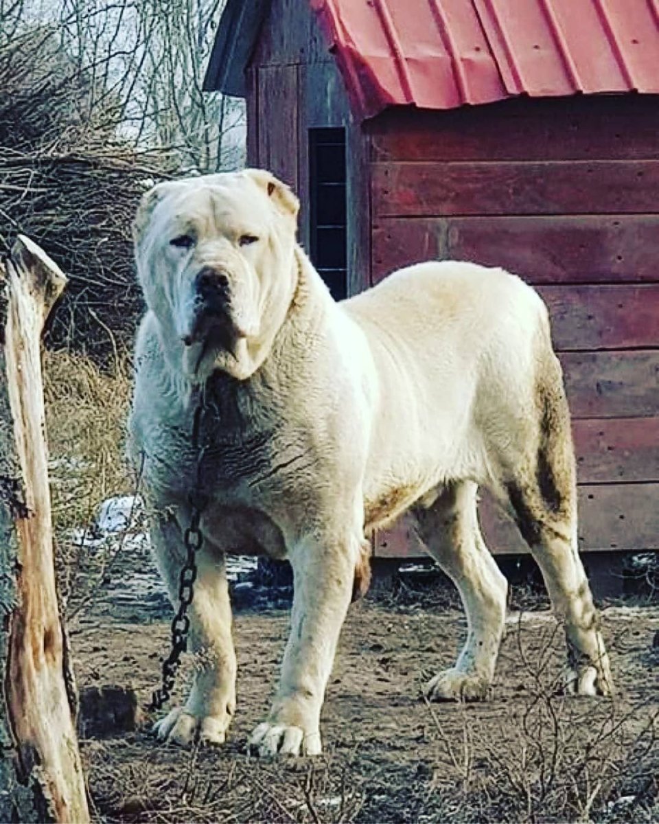 Осетинский мастиф