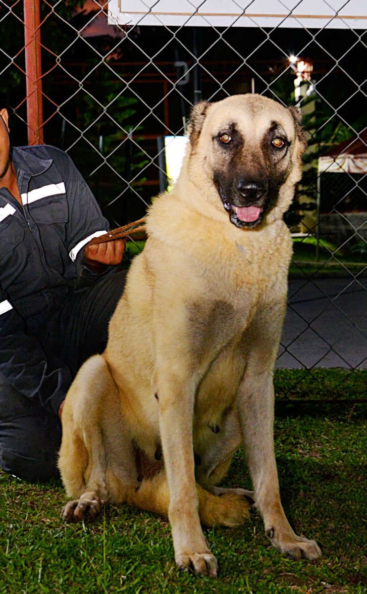 Турецкий кангал