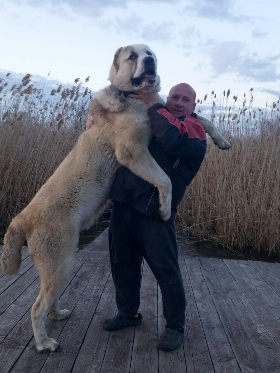 Аркадий Дзюба Тимашевск