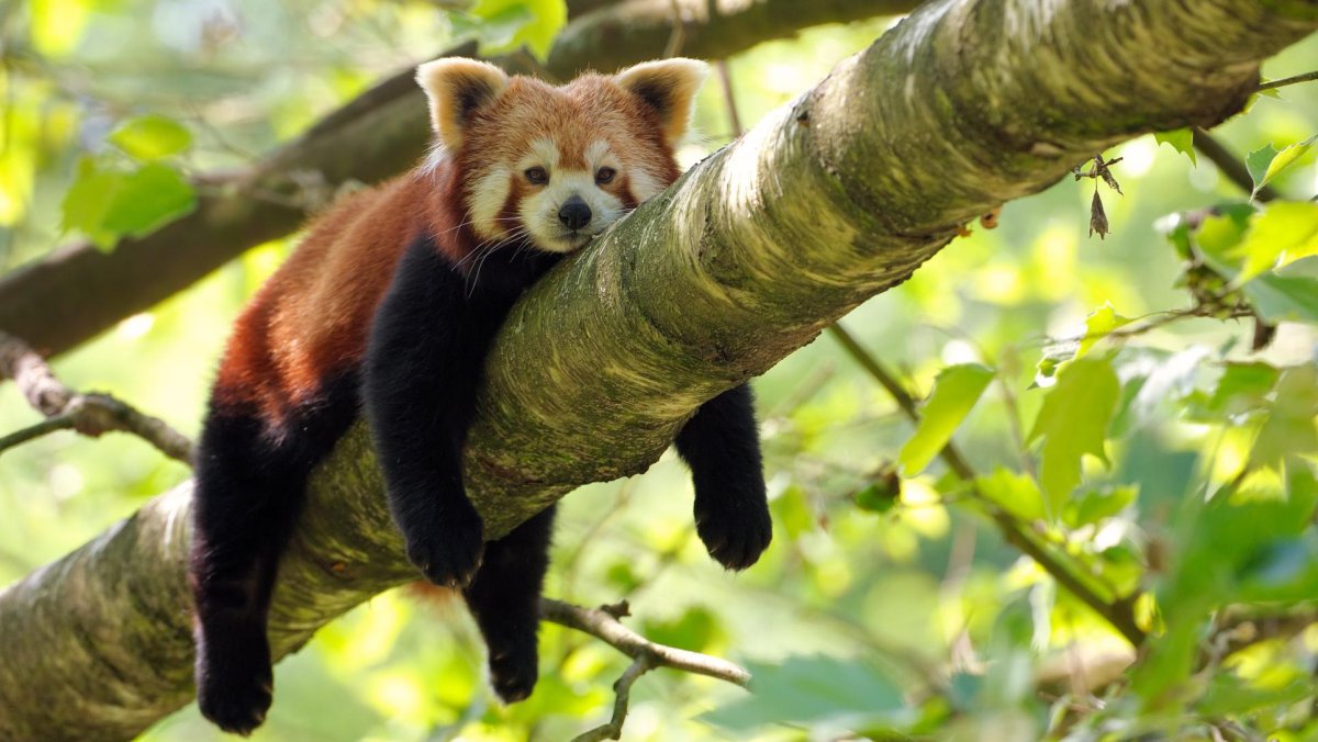Красная Панда эндемик