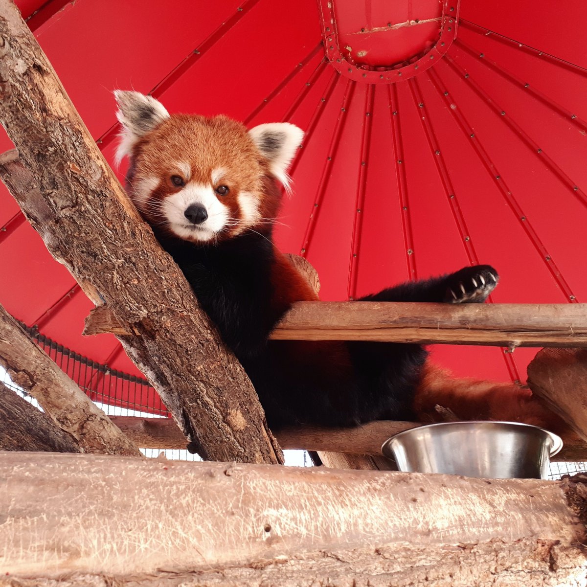 Красная Панда фото