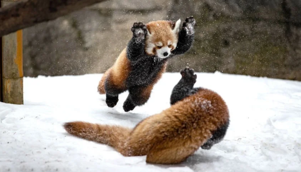 Красная Панда лапы вверх
