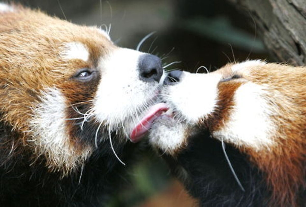 Красные панды целуются