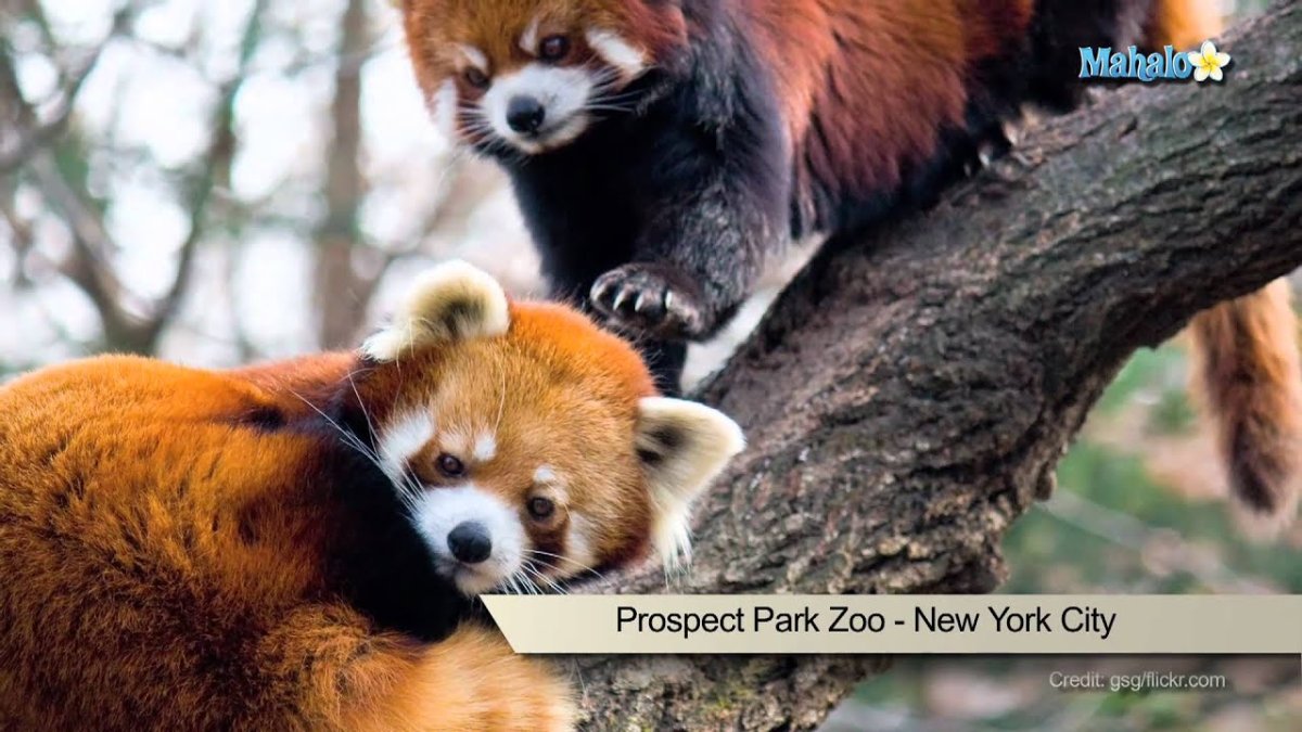 Две красные панды