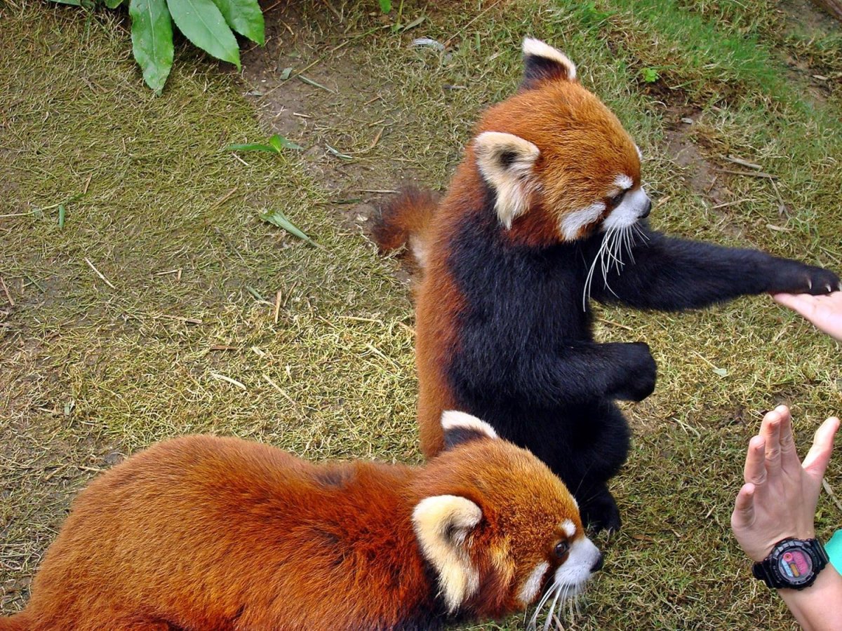 Малая Панда