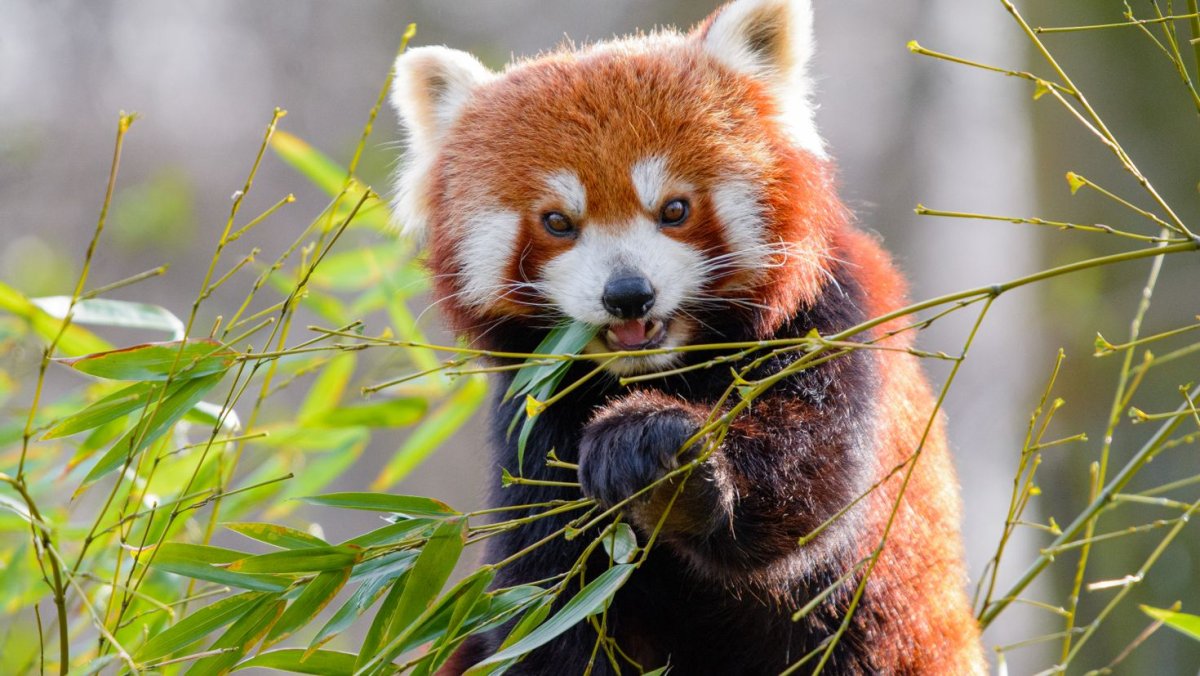 Малая Панда