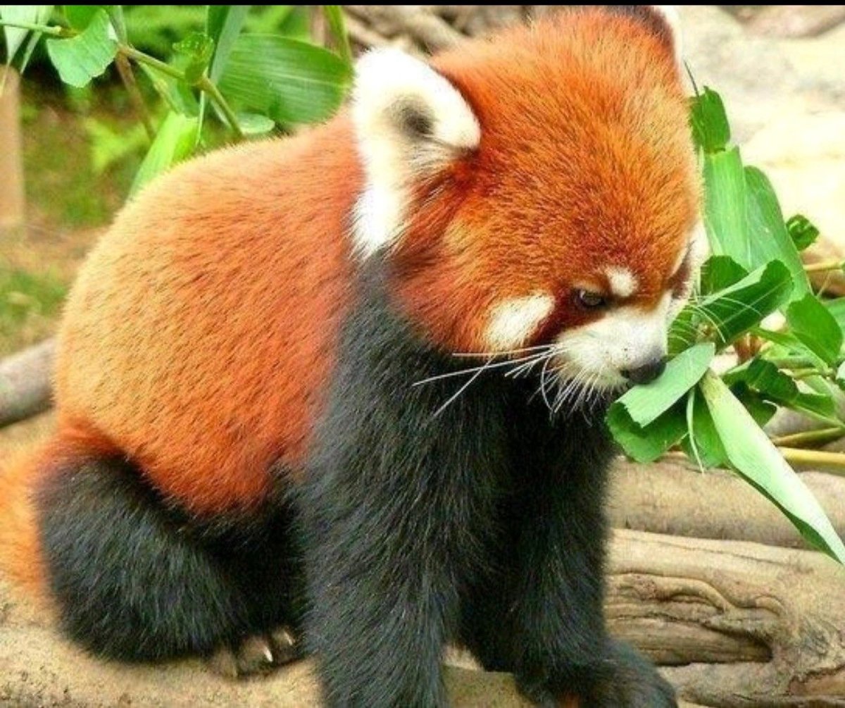 Гималайская Панда