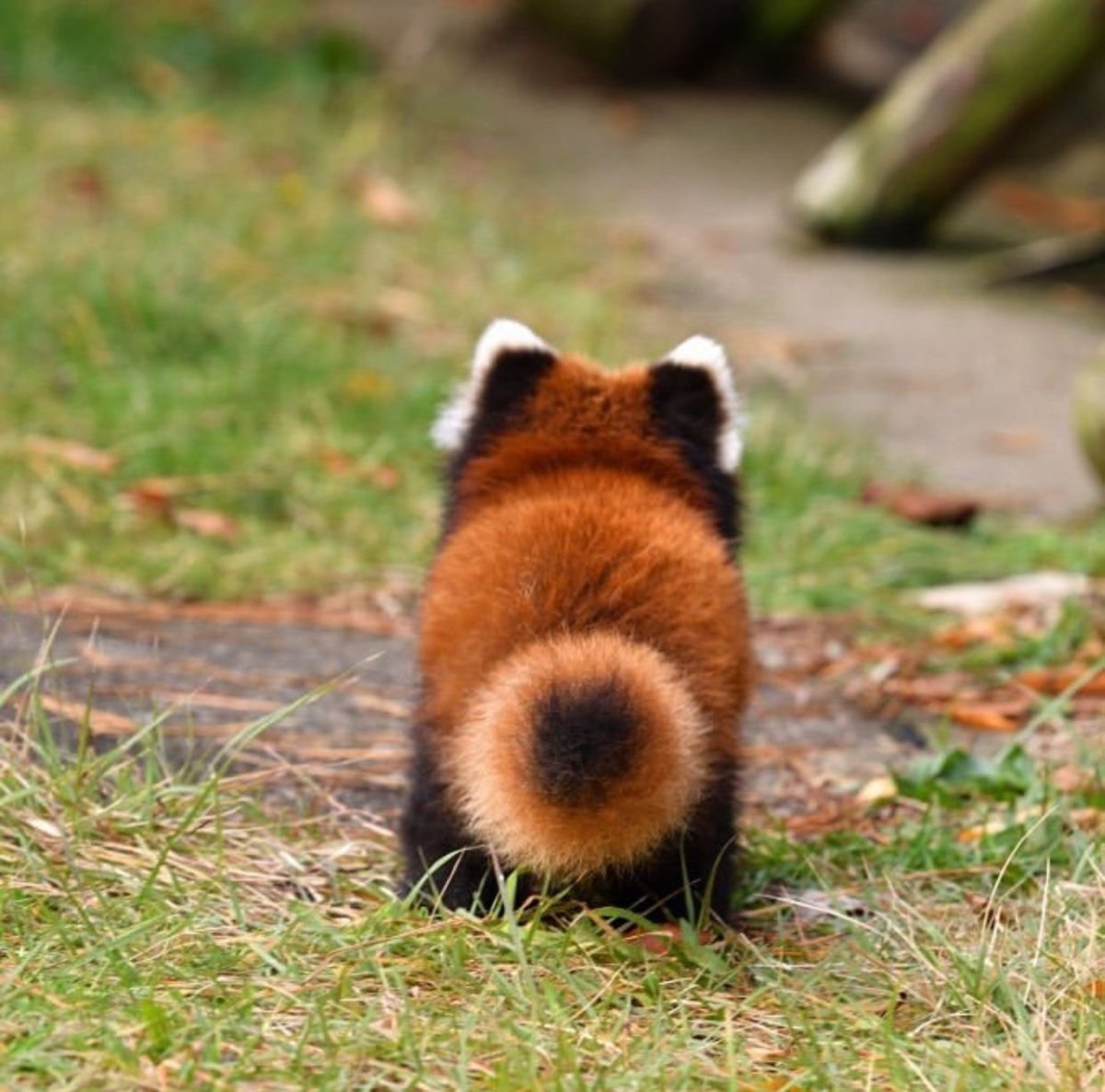 Малая красная Панда