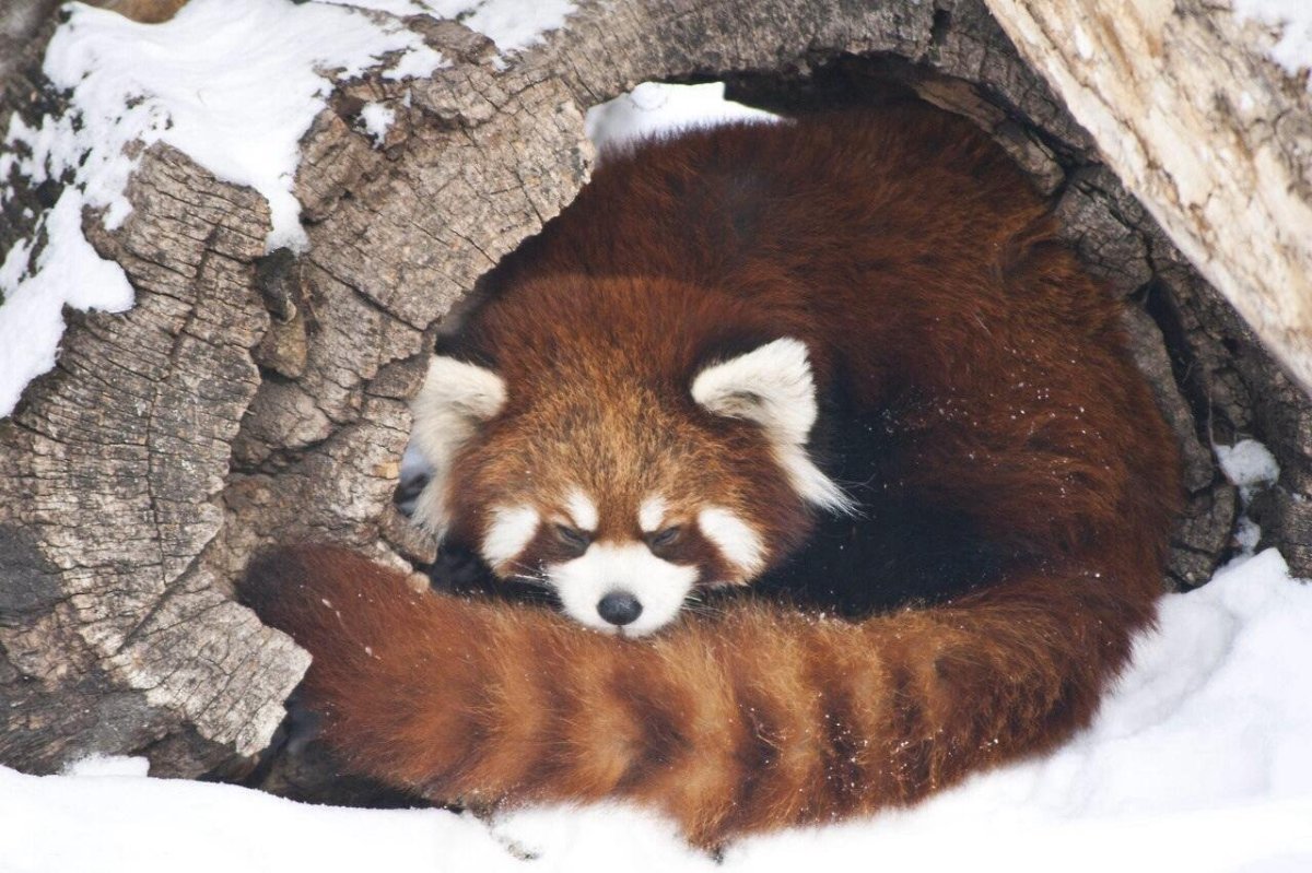 Красная Панда зима