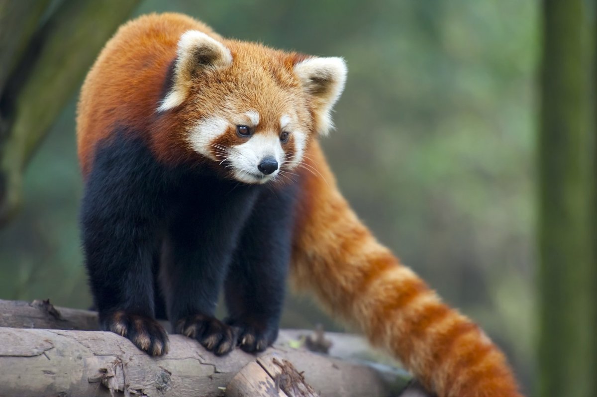 Панда и пунья