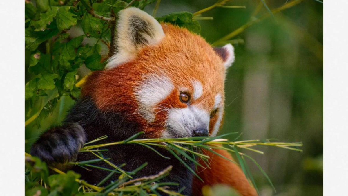 Красная Панда палитра