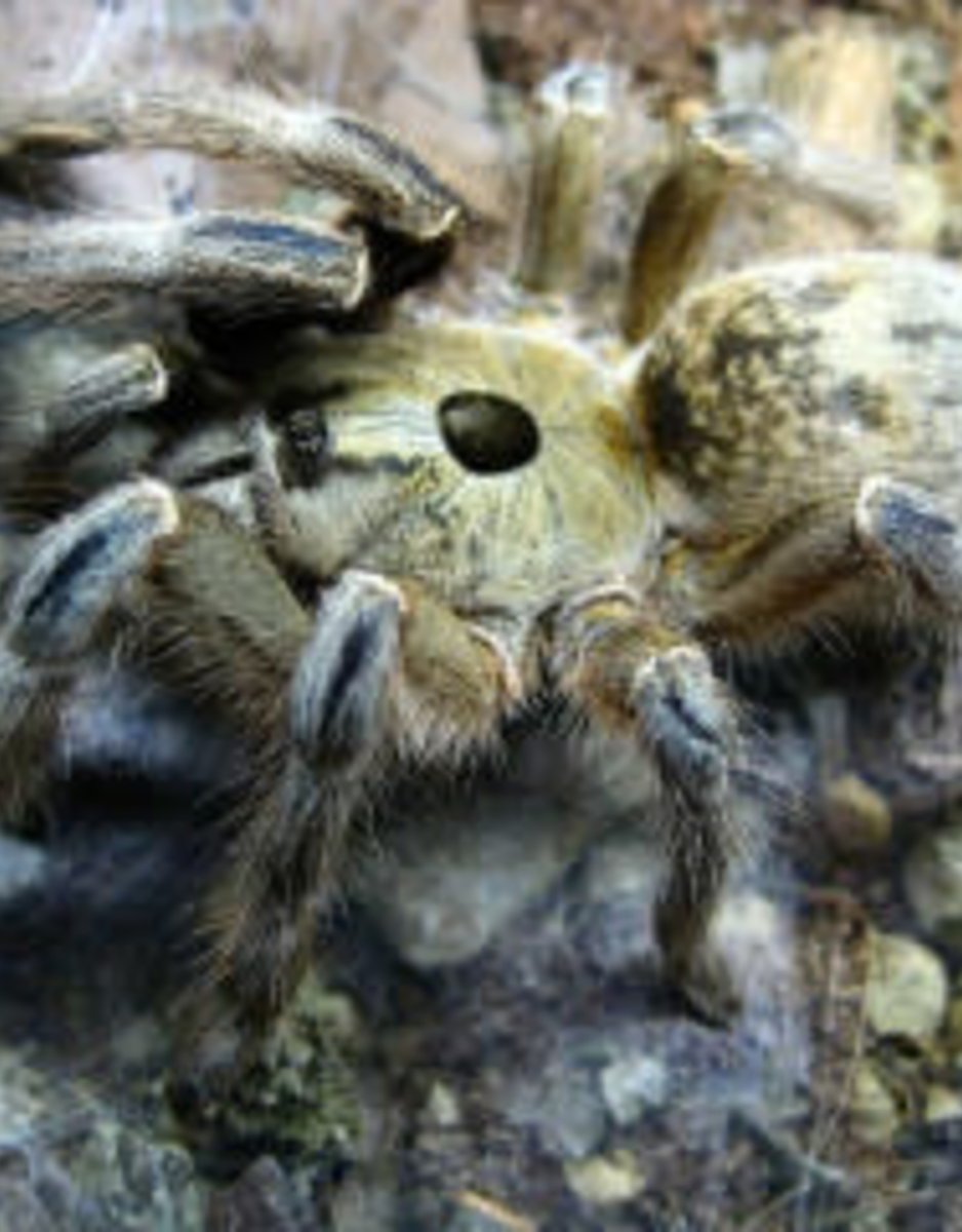 Ceratogyrus brachycephalus