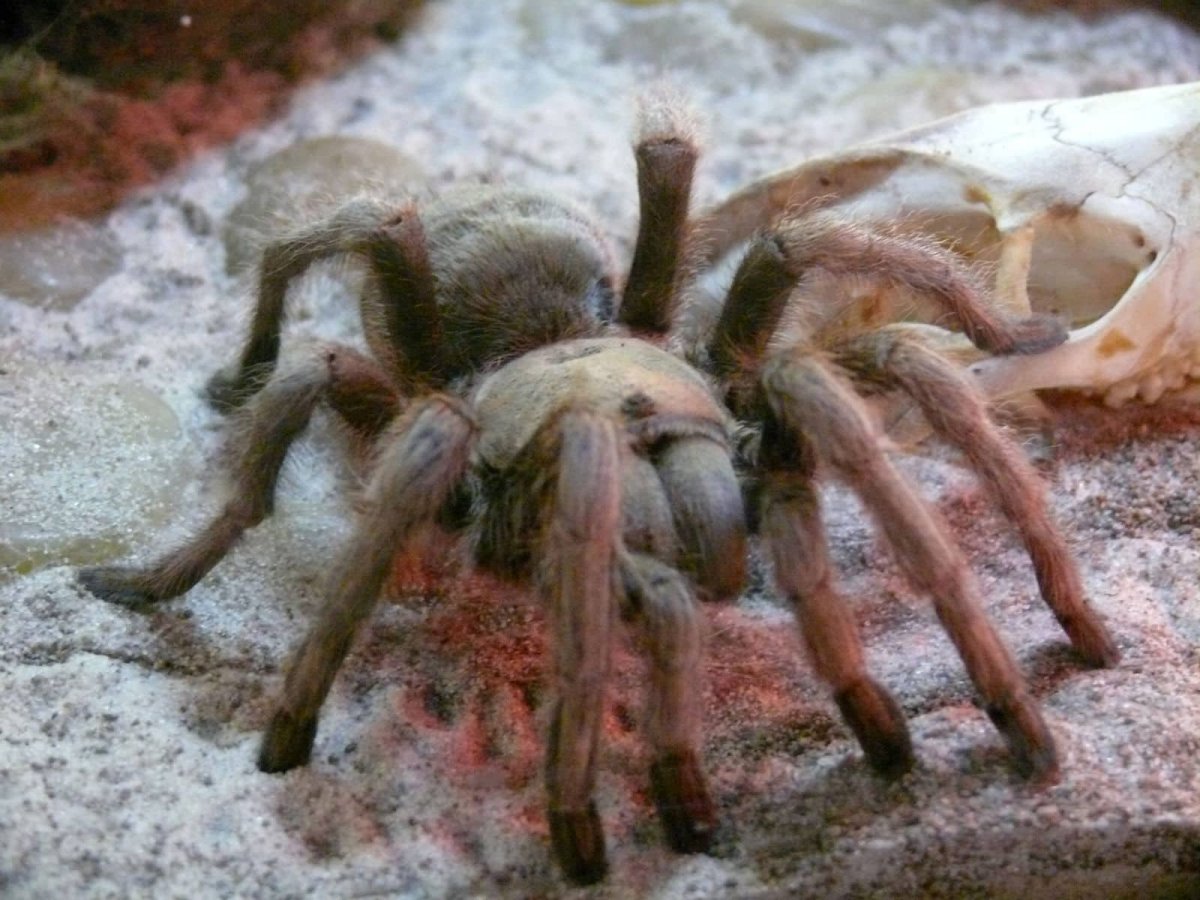 Паук альбинос Тарантул