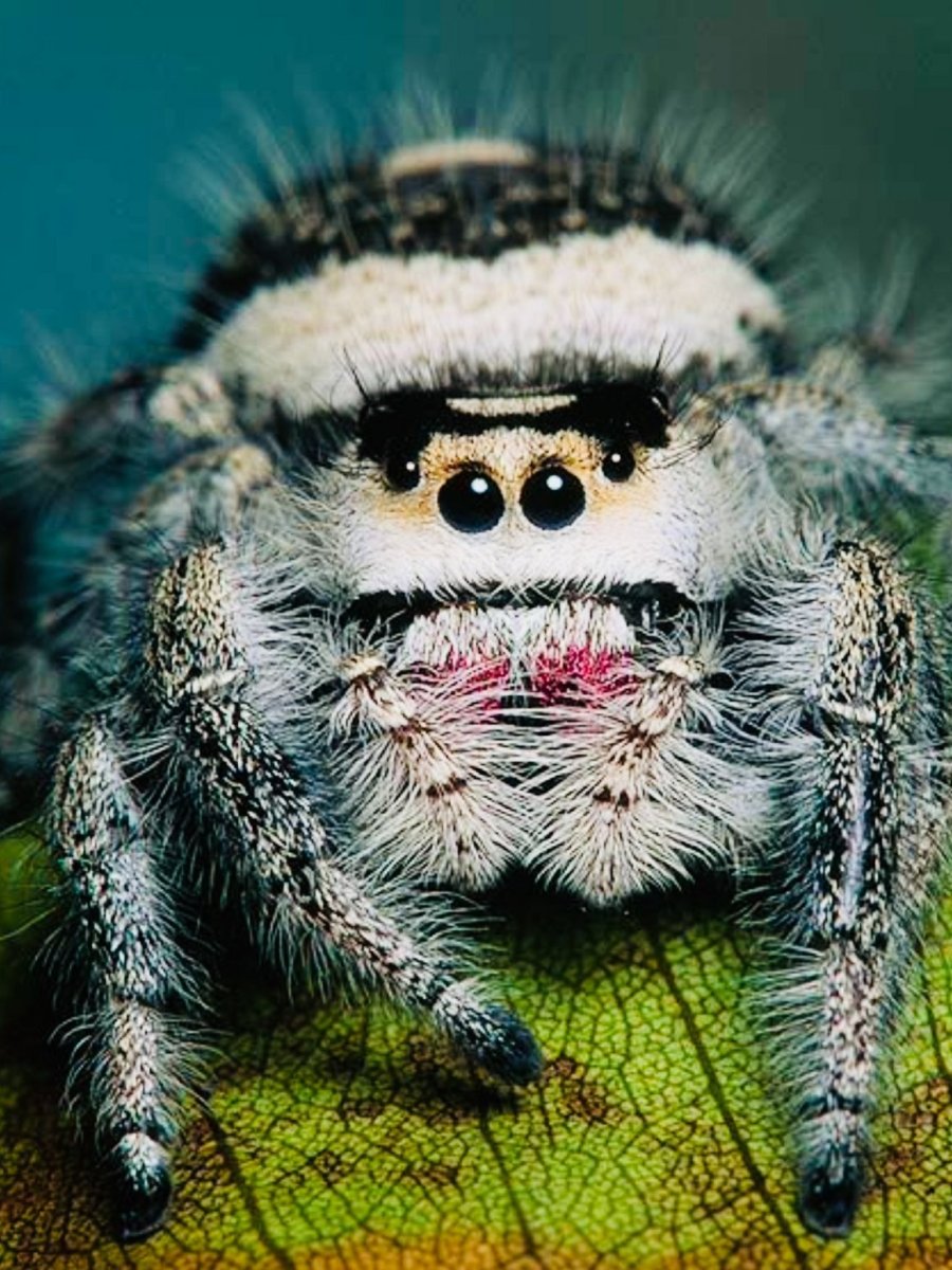 Паук птицеед альбинос