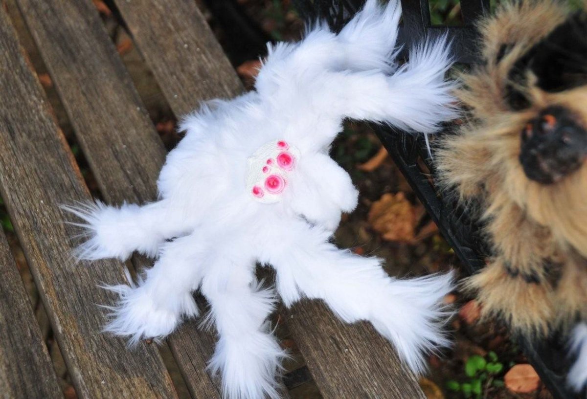 Белый птицеед альбинос