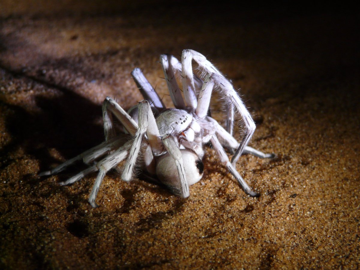 Паук альбинос мохнатый