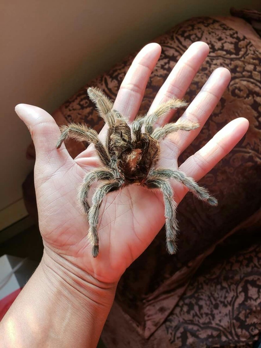 Тарантул с крыльями