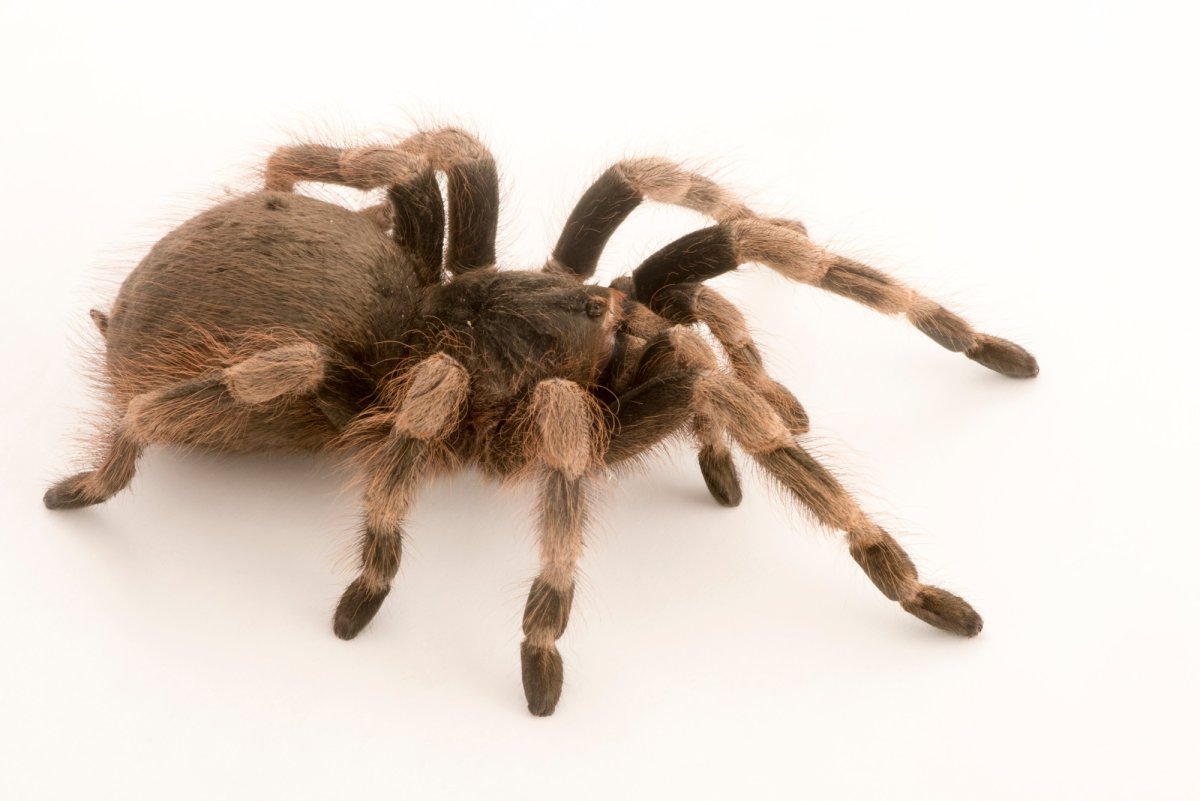 Лошадиный паук птицеед самец